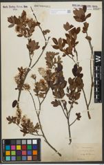 Foto von Salix myrtilloides L.